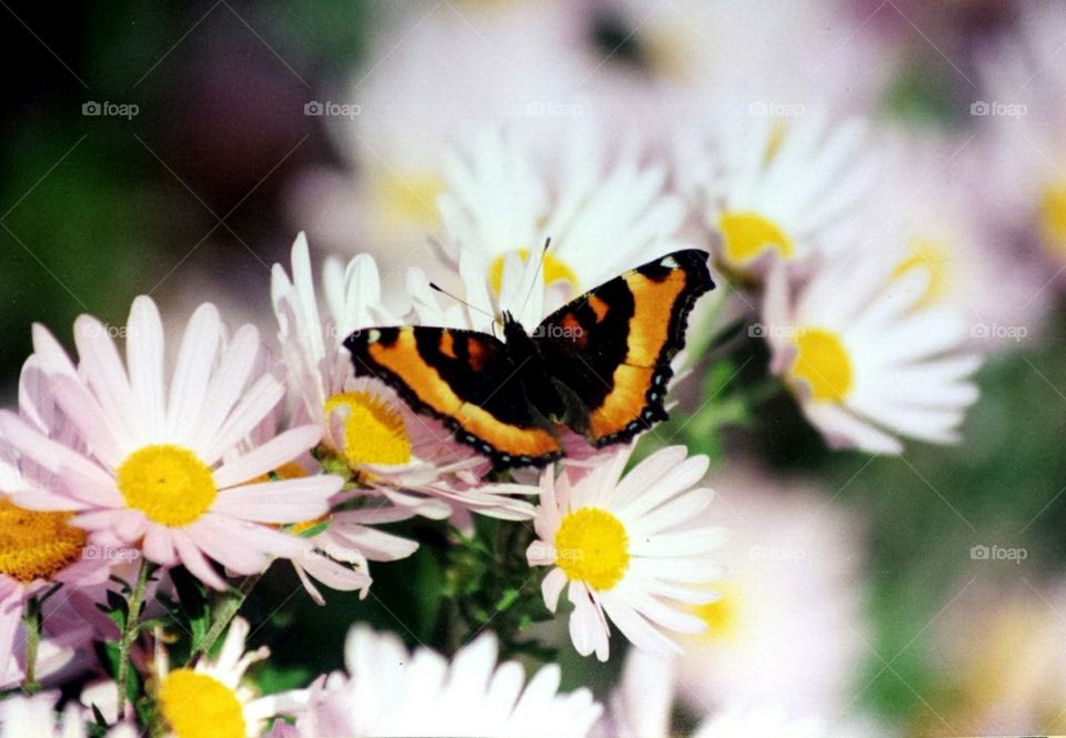 butterfly and daisies
