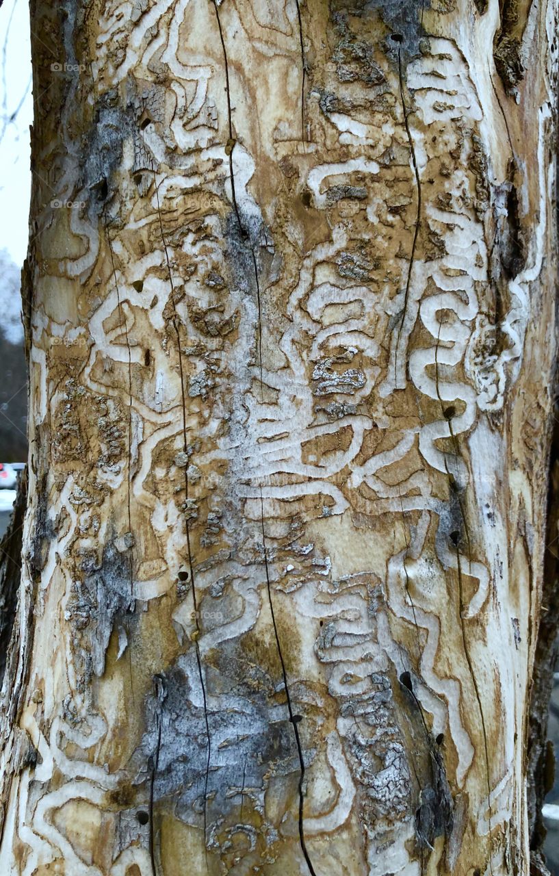Ash borers 