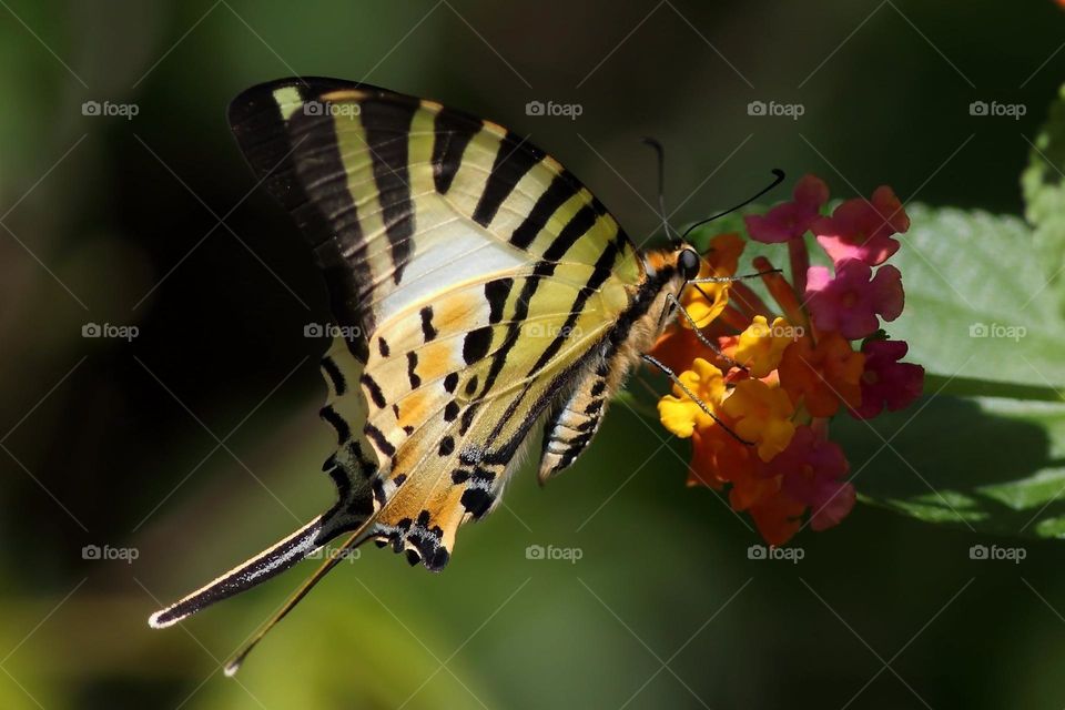 Beautiful and cute butterfly