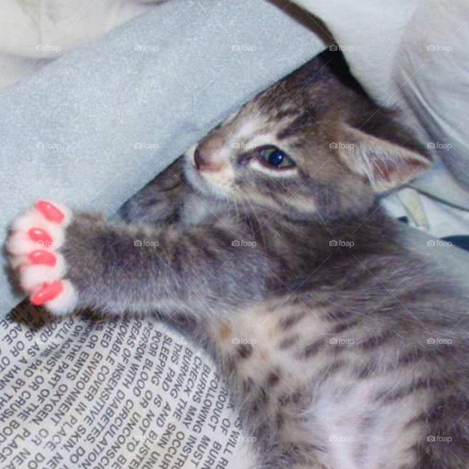 Kitten with pedicure