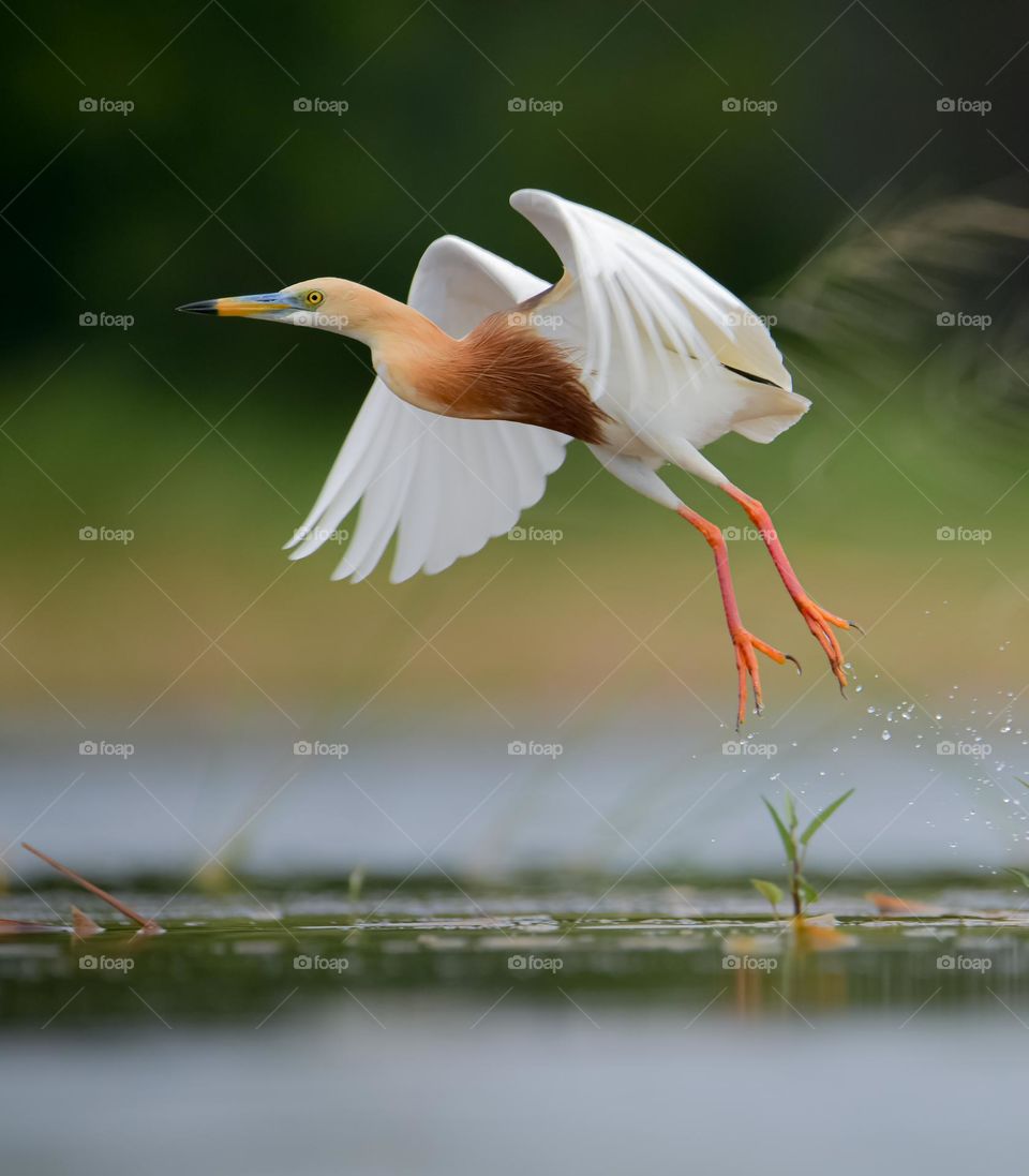 Javan Pond Heron
