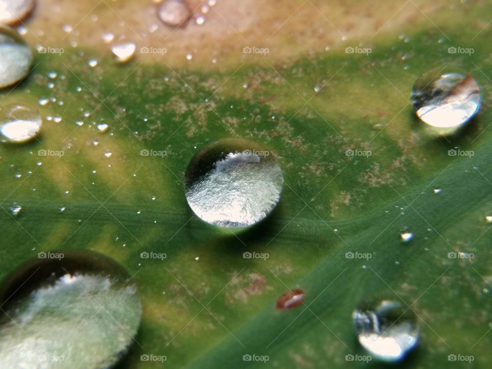 water droplets on the leaf