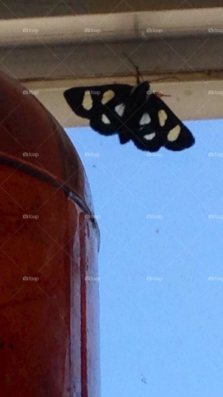 White Spotted Sable Moth