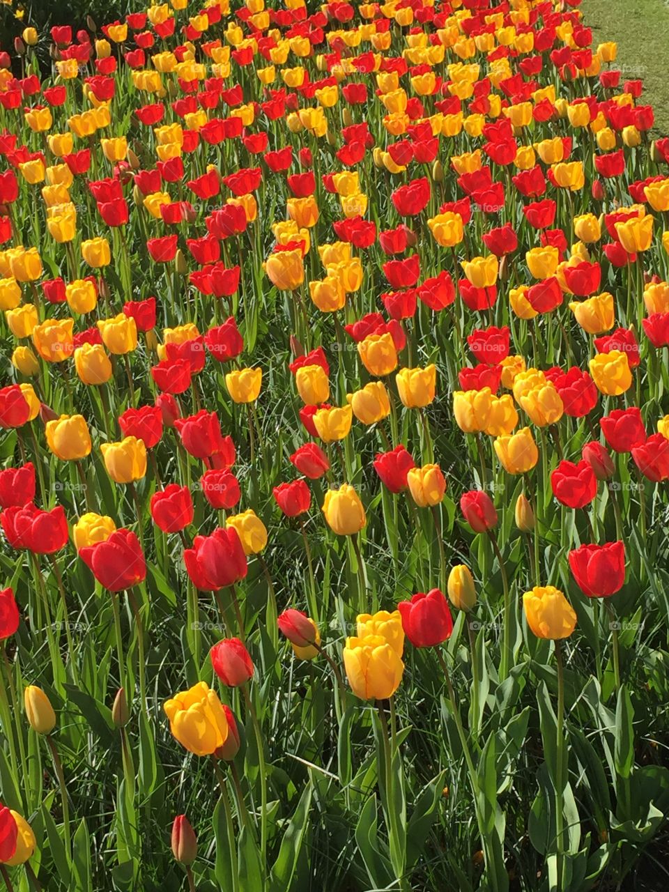 Keukenhof, Netherlands | April 2017