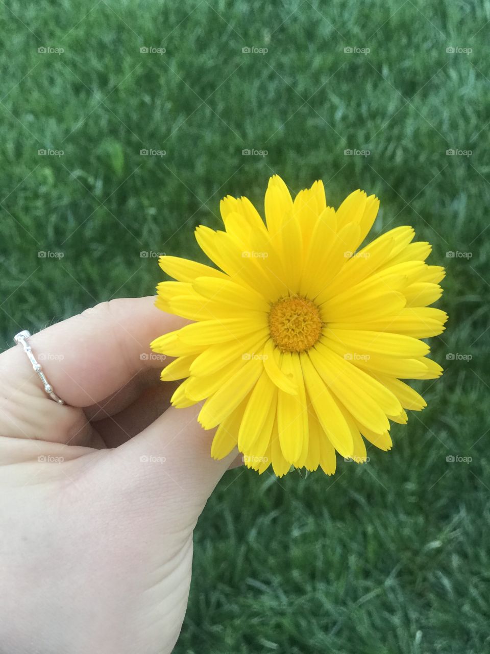 The colors of Spring🌼