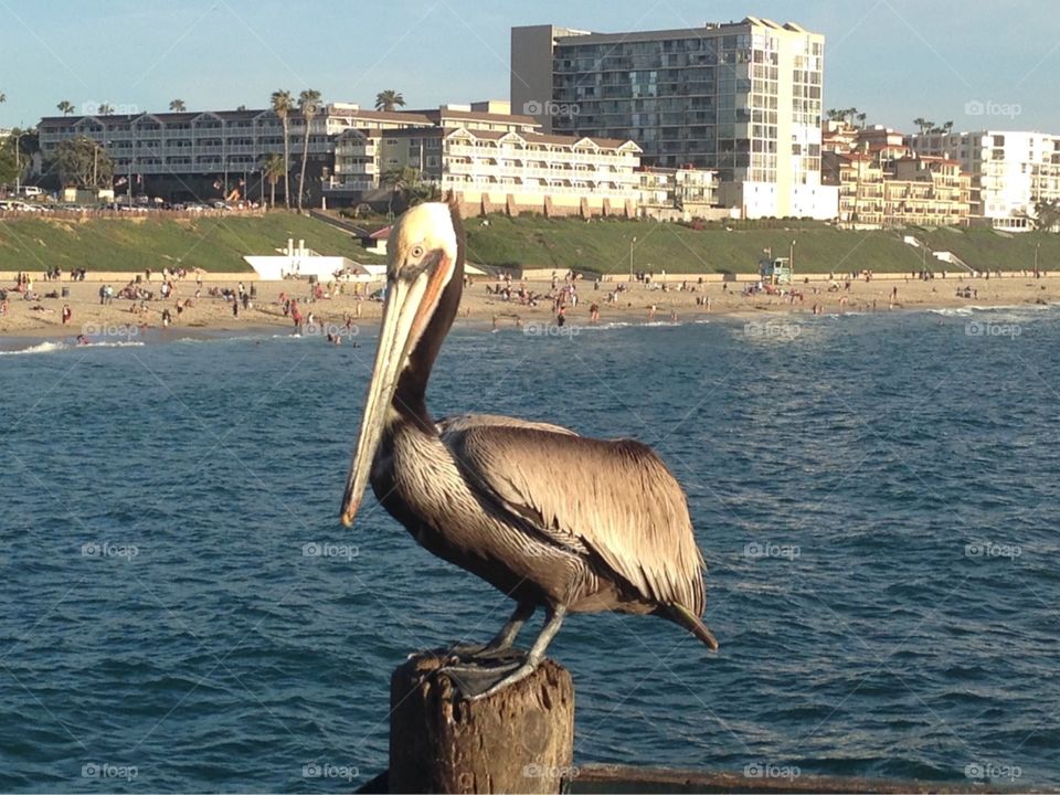 Pelican - Manhattan Beach