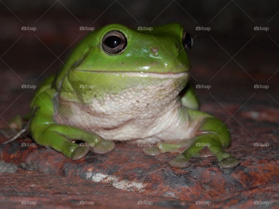 Frog