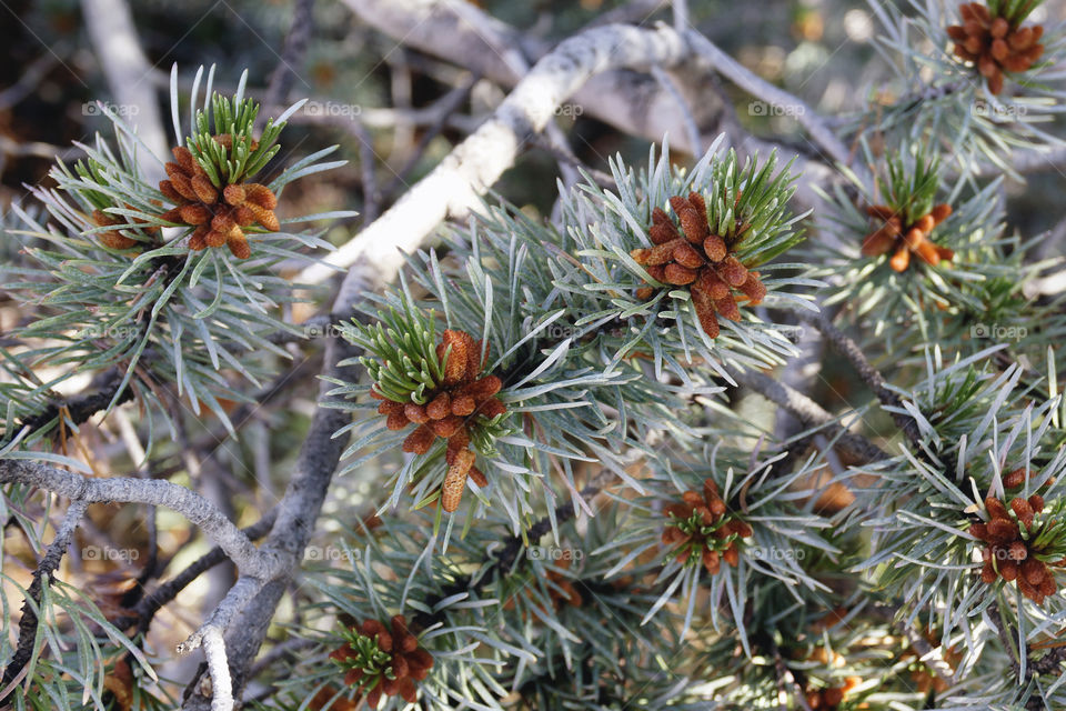 pine cones pine tree