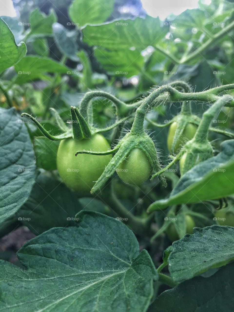 Green tomatoes