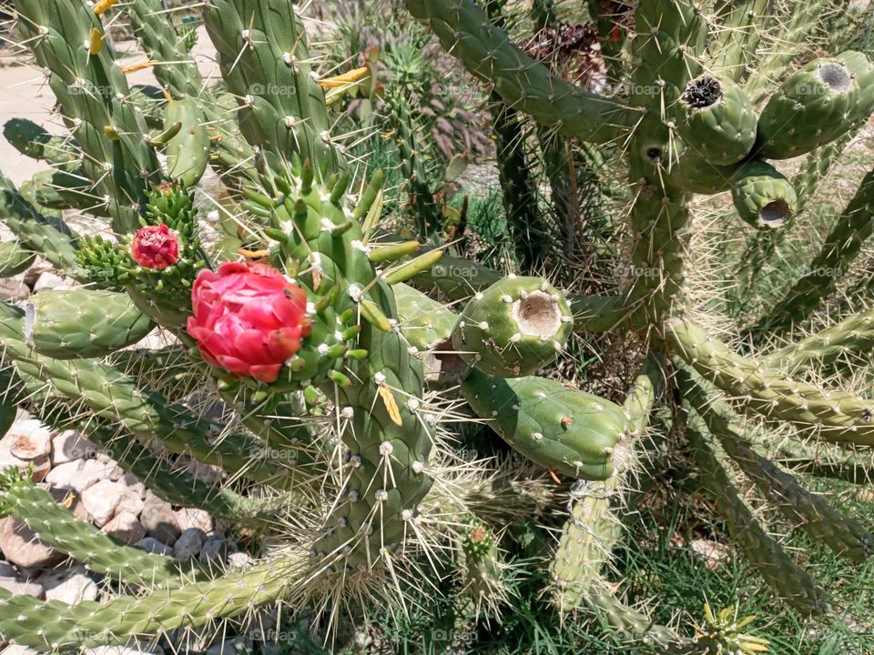 Cactus
