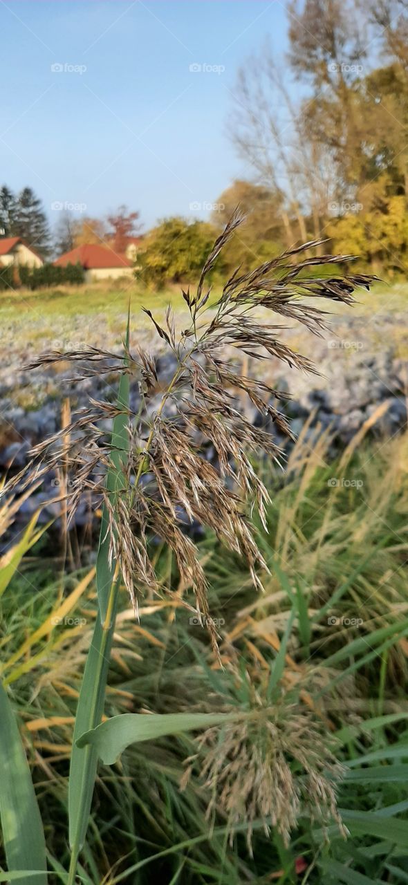Grass close up in autumn