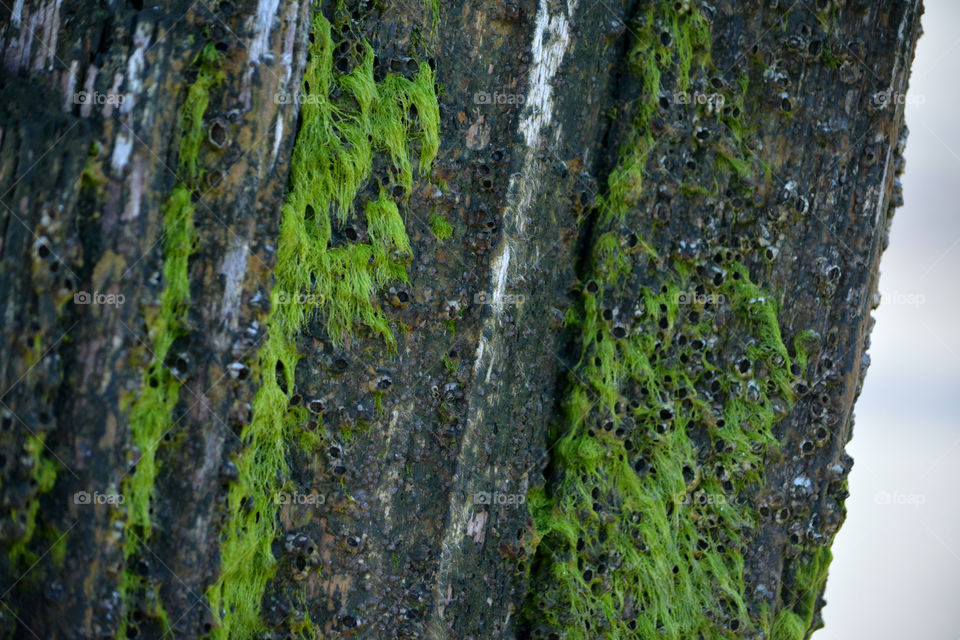 Sea Moss growing on wood