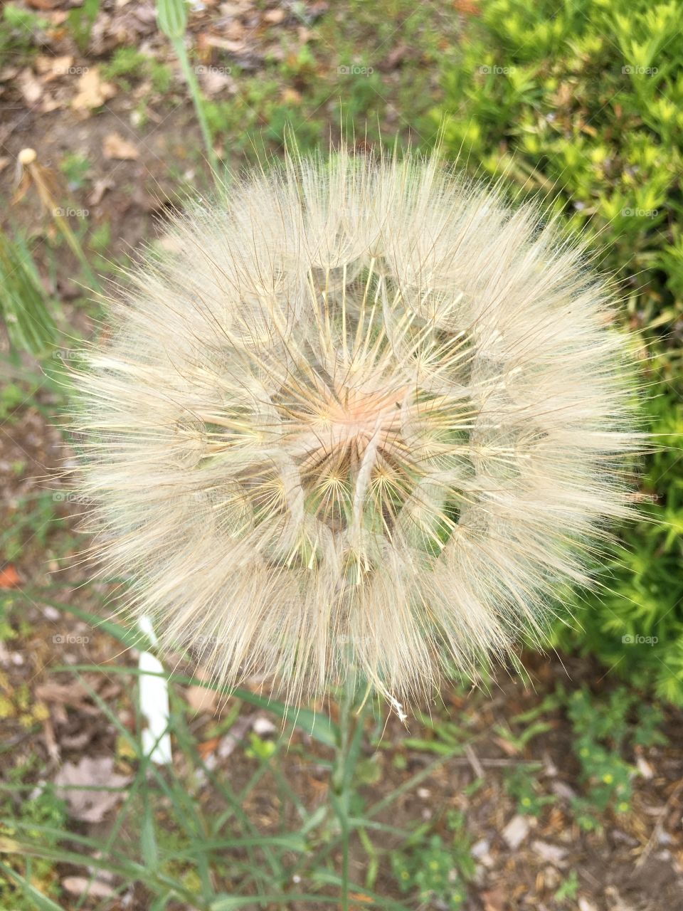 Giant dandelion