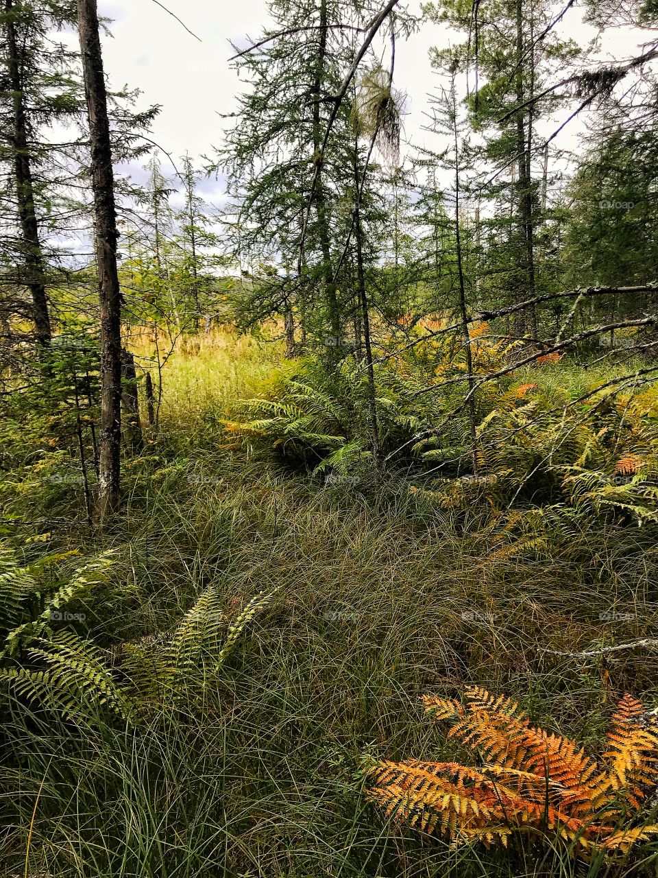 Fall colors in the adirondacks
