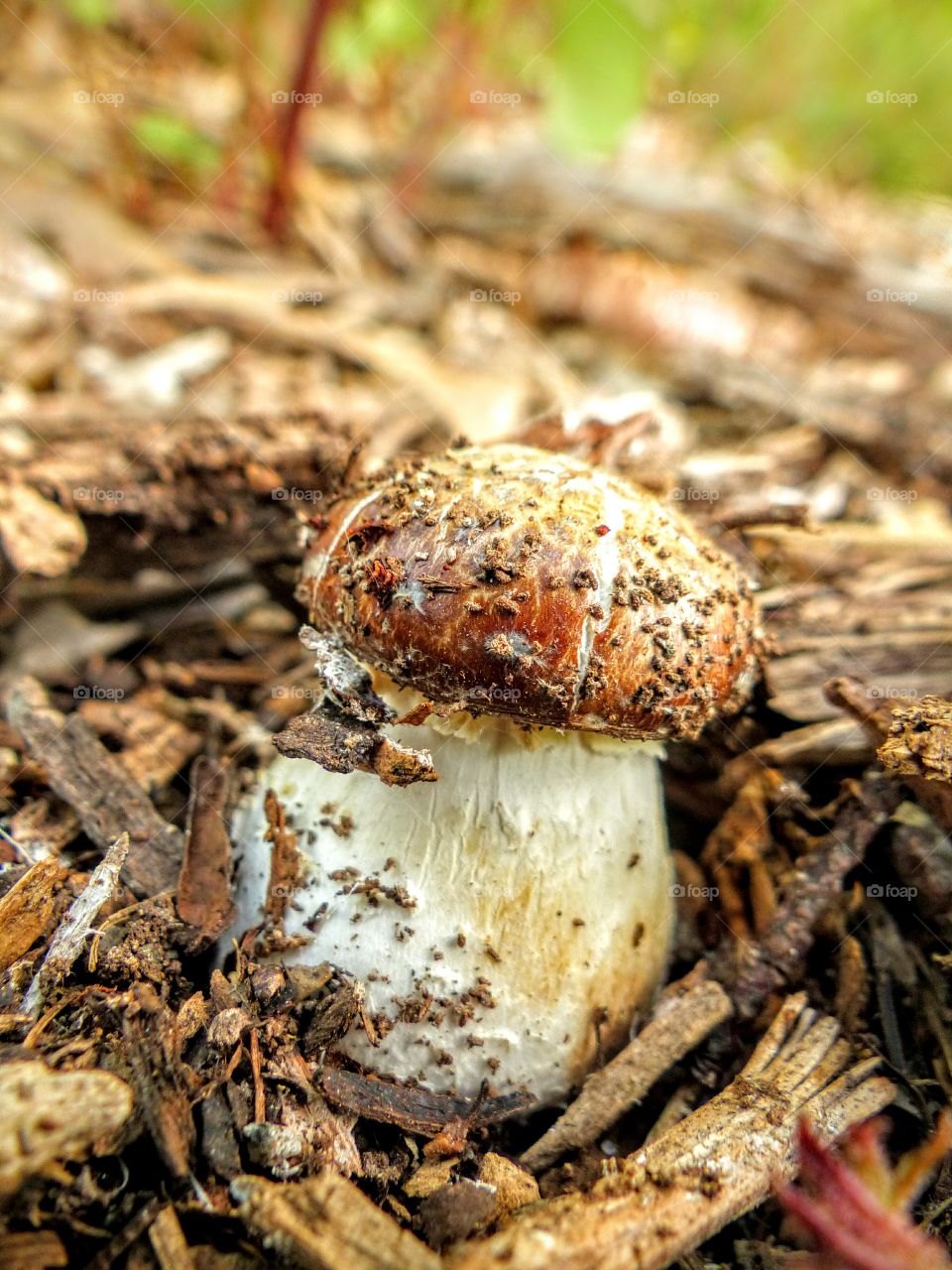 winecap mushroom
