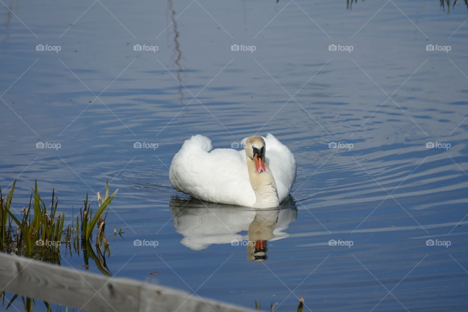 Swan