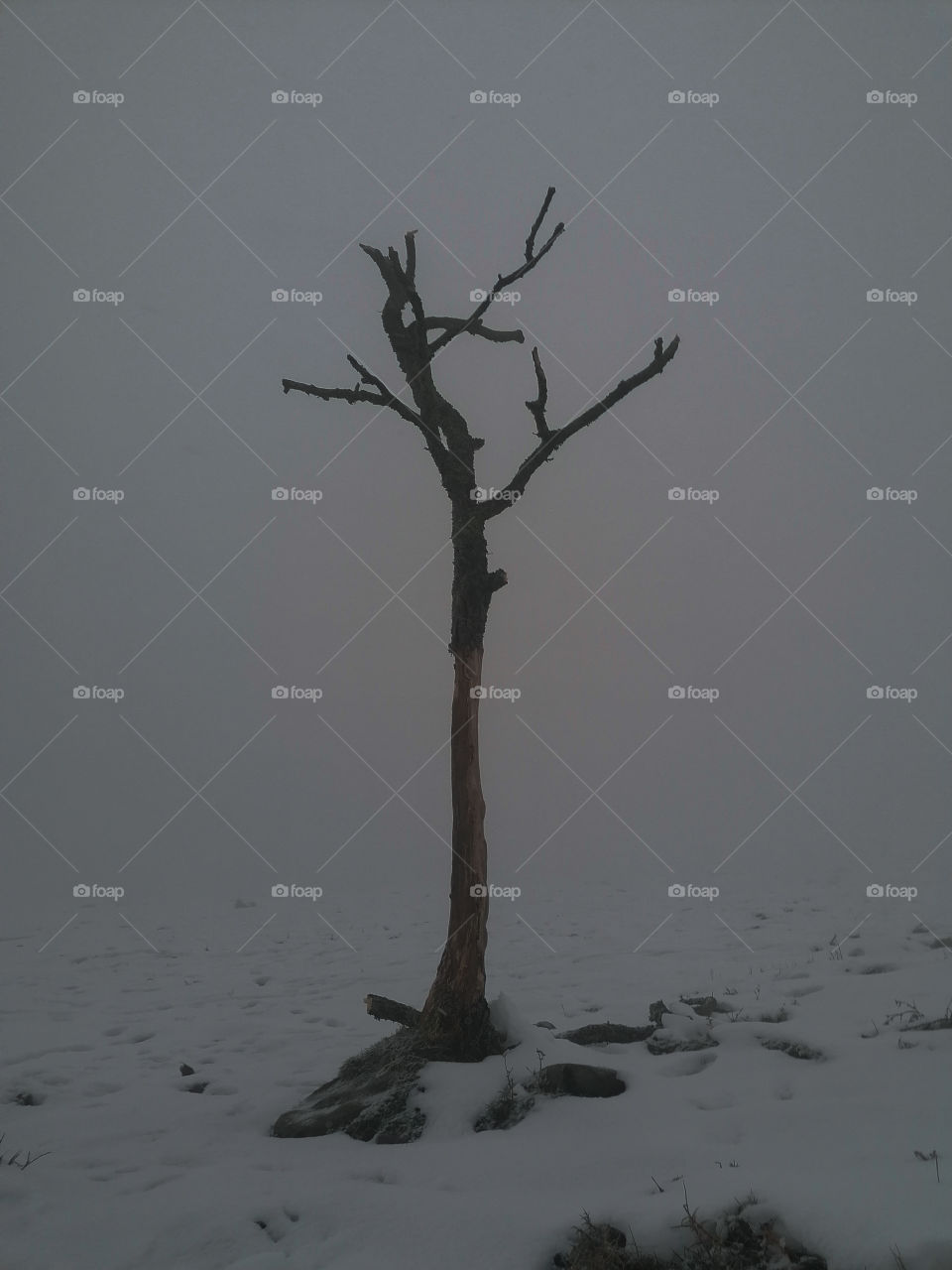 Lonely tree