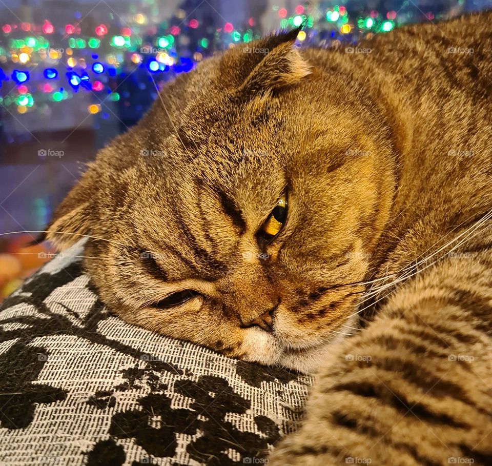 beautiful nice scottish fold cat at rest on a blurred background