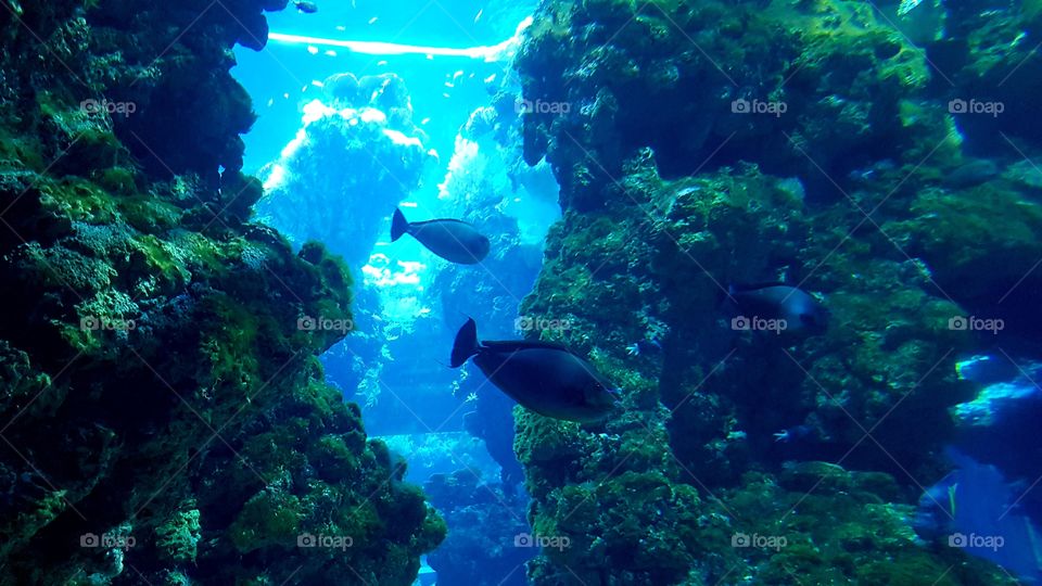 Musée Océanographique de Monaco