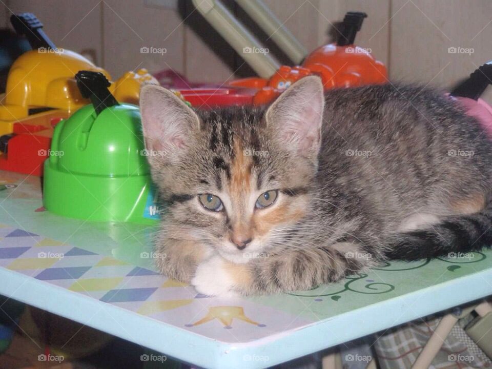 Cute little kitten resting on a table. 