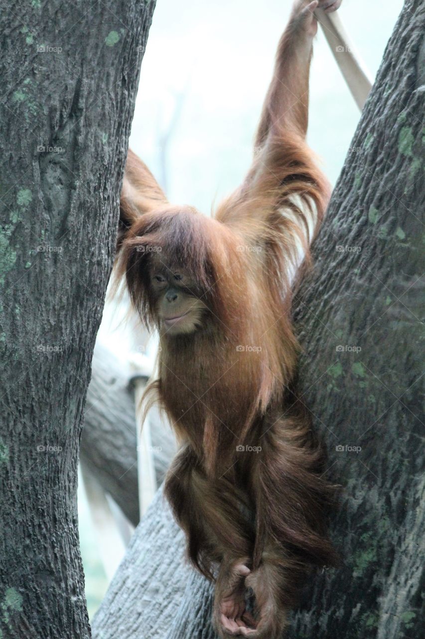 Baby hanging