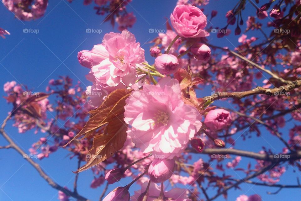 Beautiful moment in Sait- Petersburg. Cherry blossom.