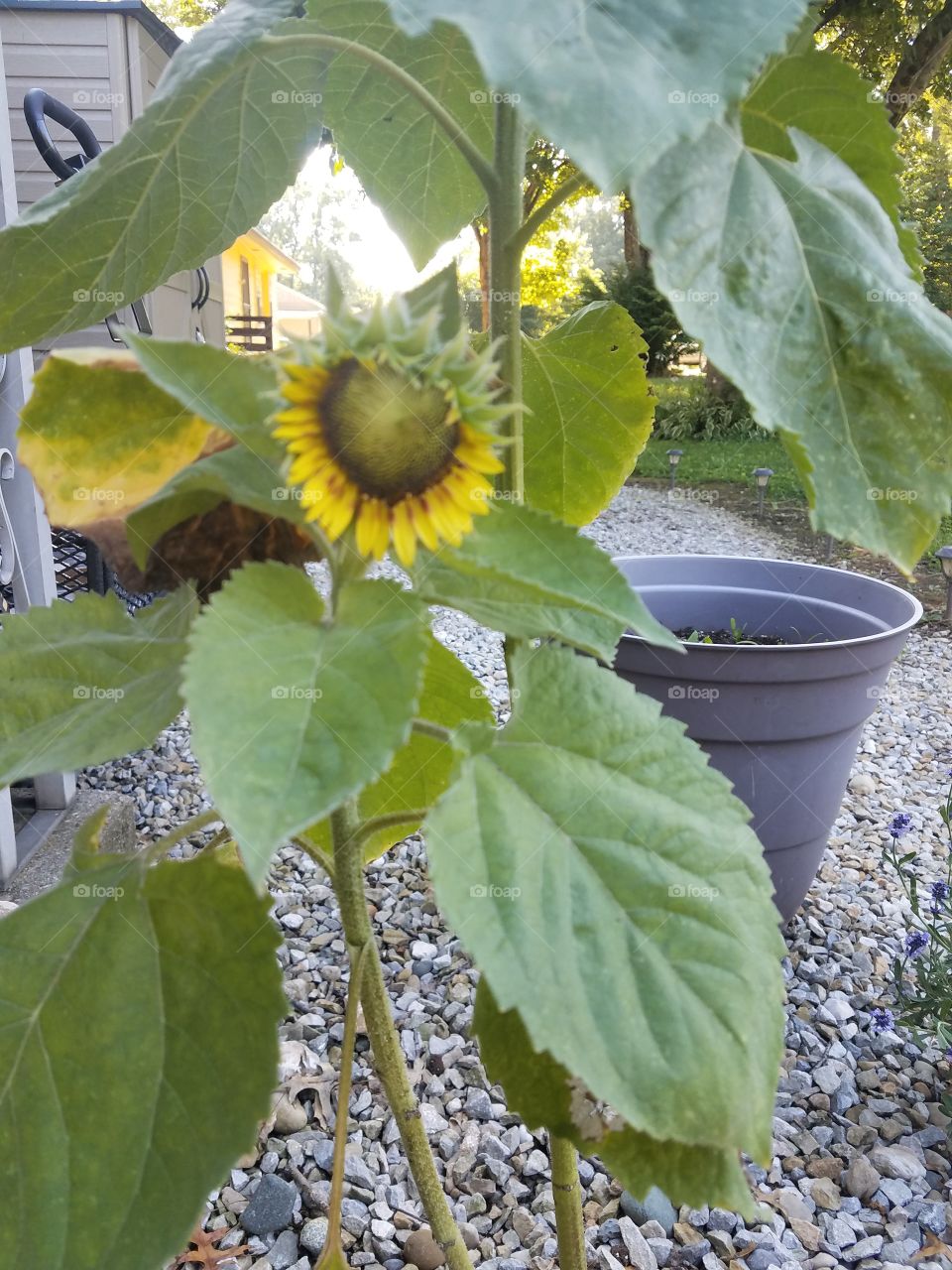 growing yellow sunflower in a pot