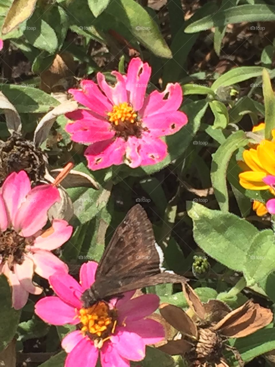 Butterfly in the flowers