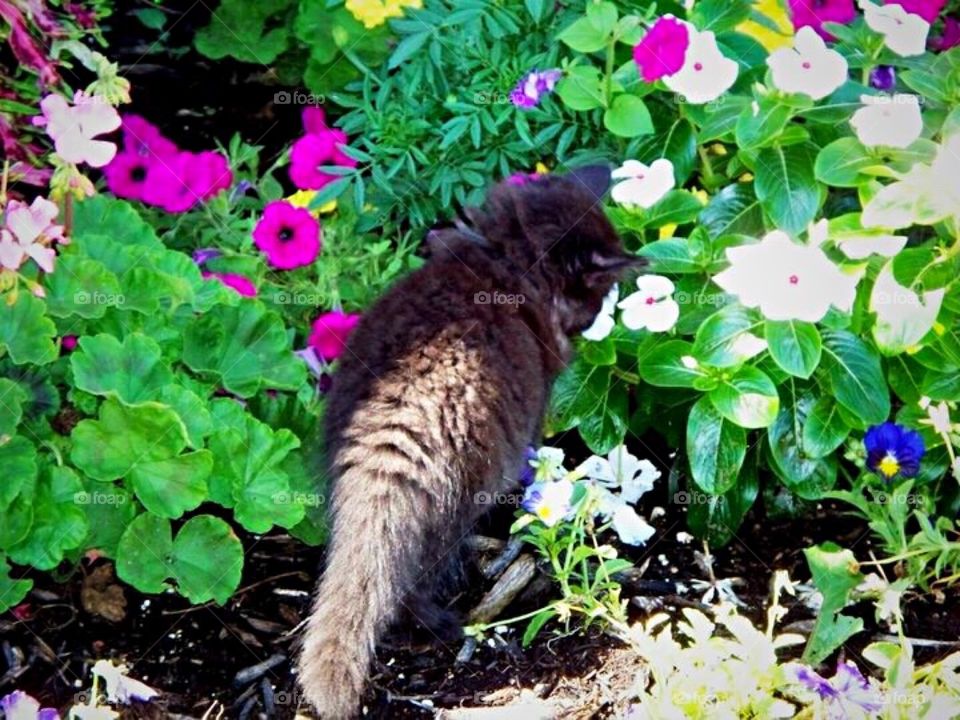 Fluffy kitten in the flower bed