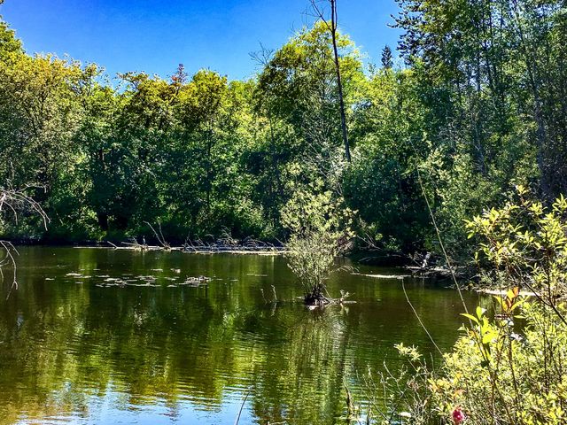 Wetland in Summer
