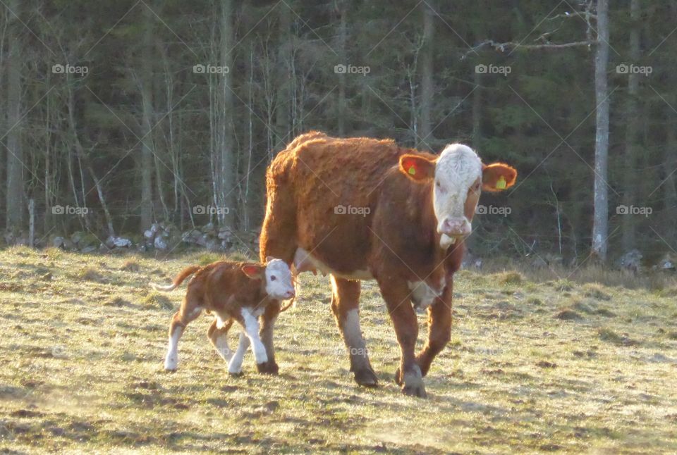 a cow with a little calf . a cow with a little calf 