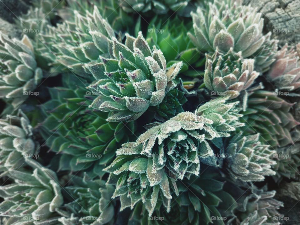 succulent.