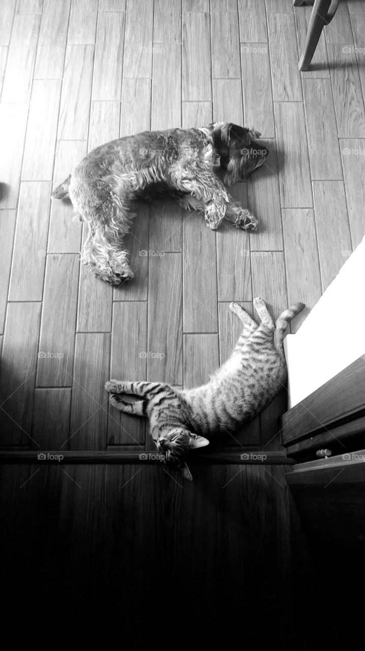 dog&cat
