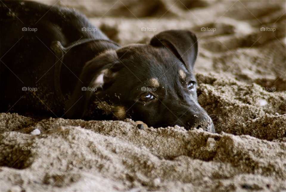 black dog mammals sand by angelnajera