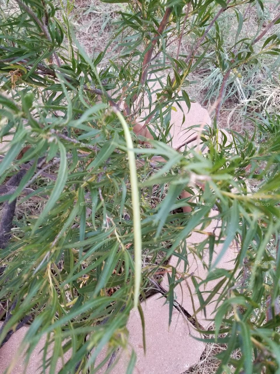 Desert Willow seed pod