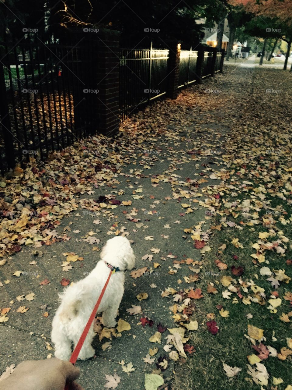 Evening dog walk. Fall leaves and active dog