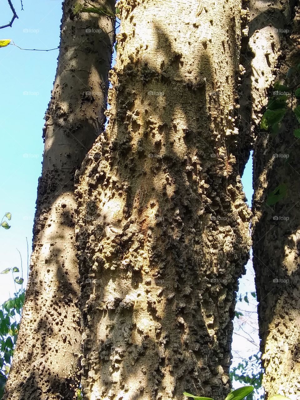 shadows on a knobby trunk