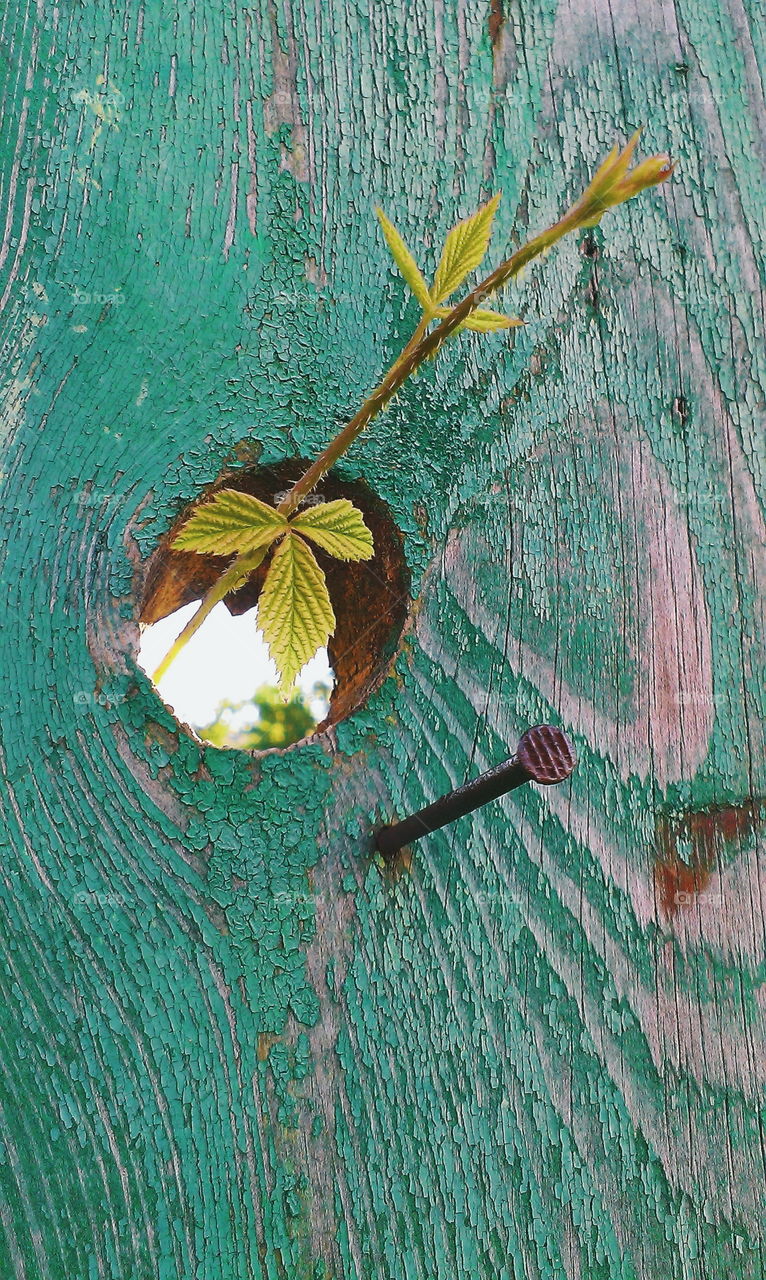 Texture of an old wooden fence