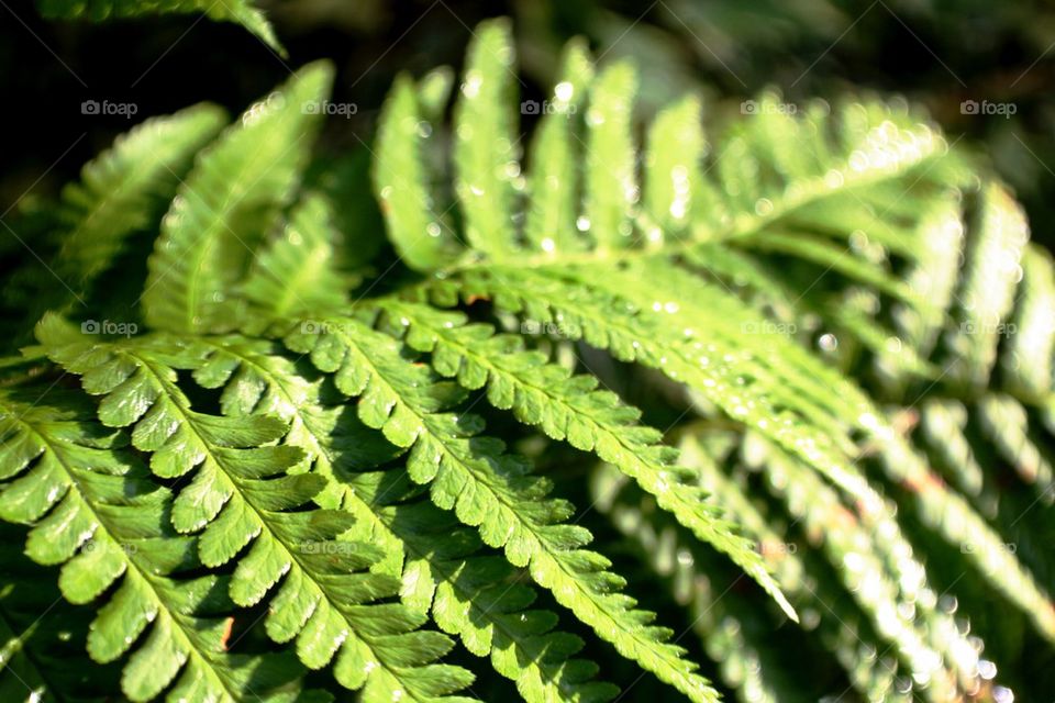 Fern