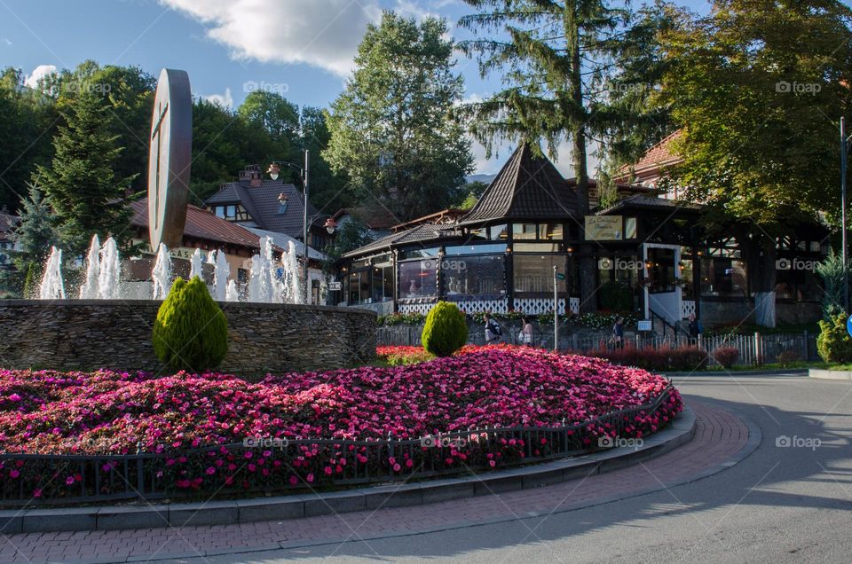 Urban Nature Plants, Sinaia, Romania