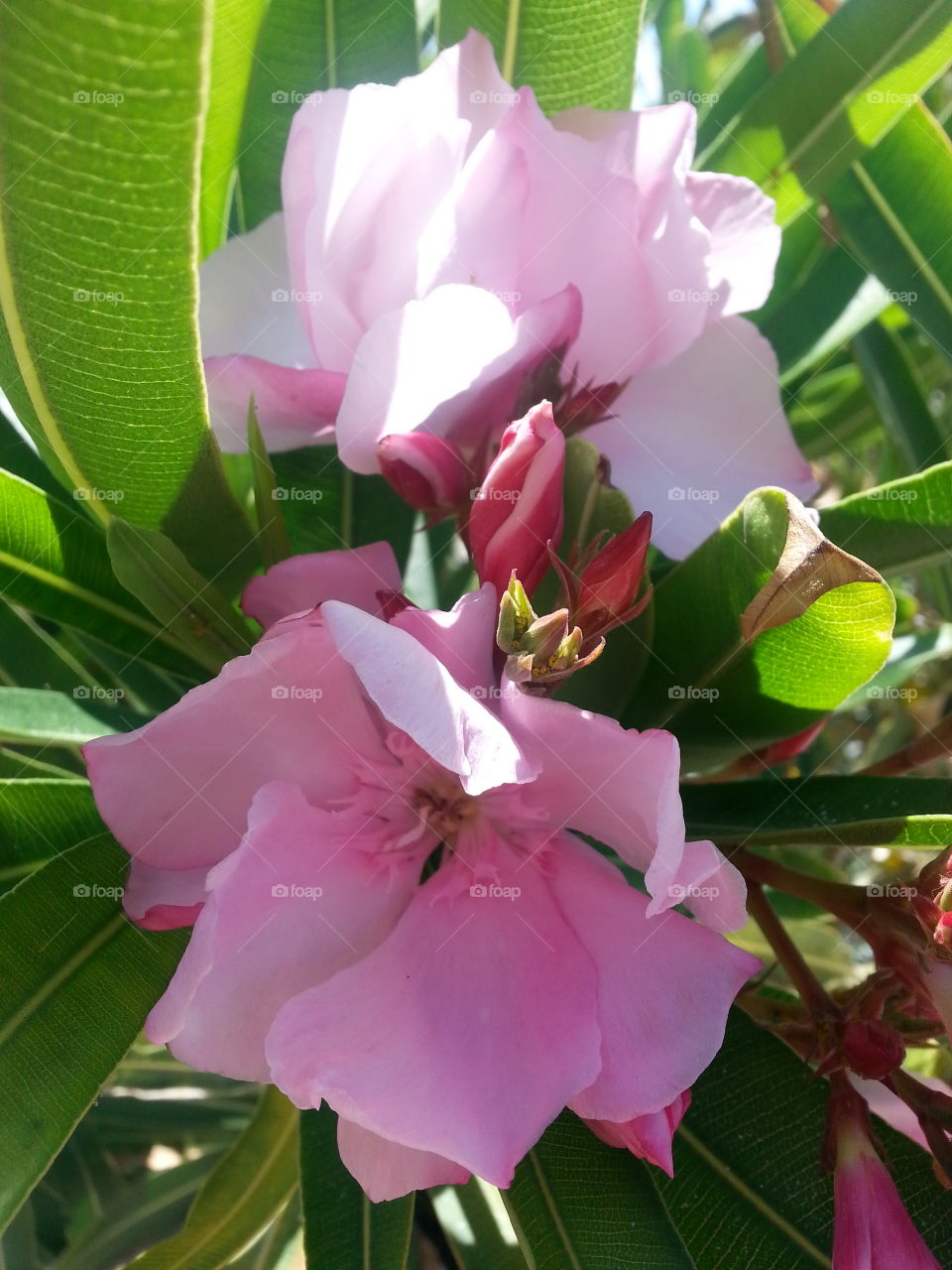 oleander