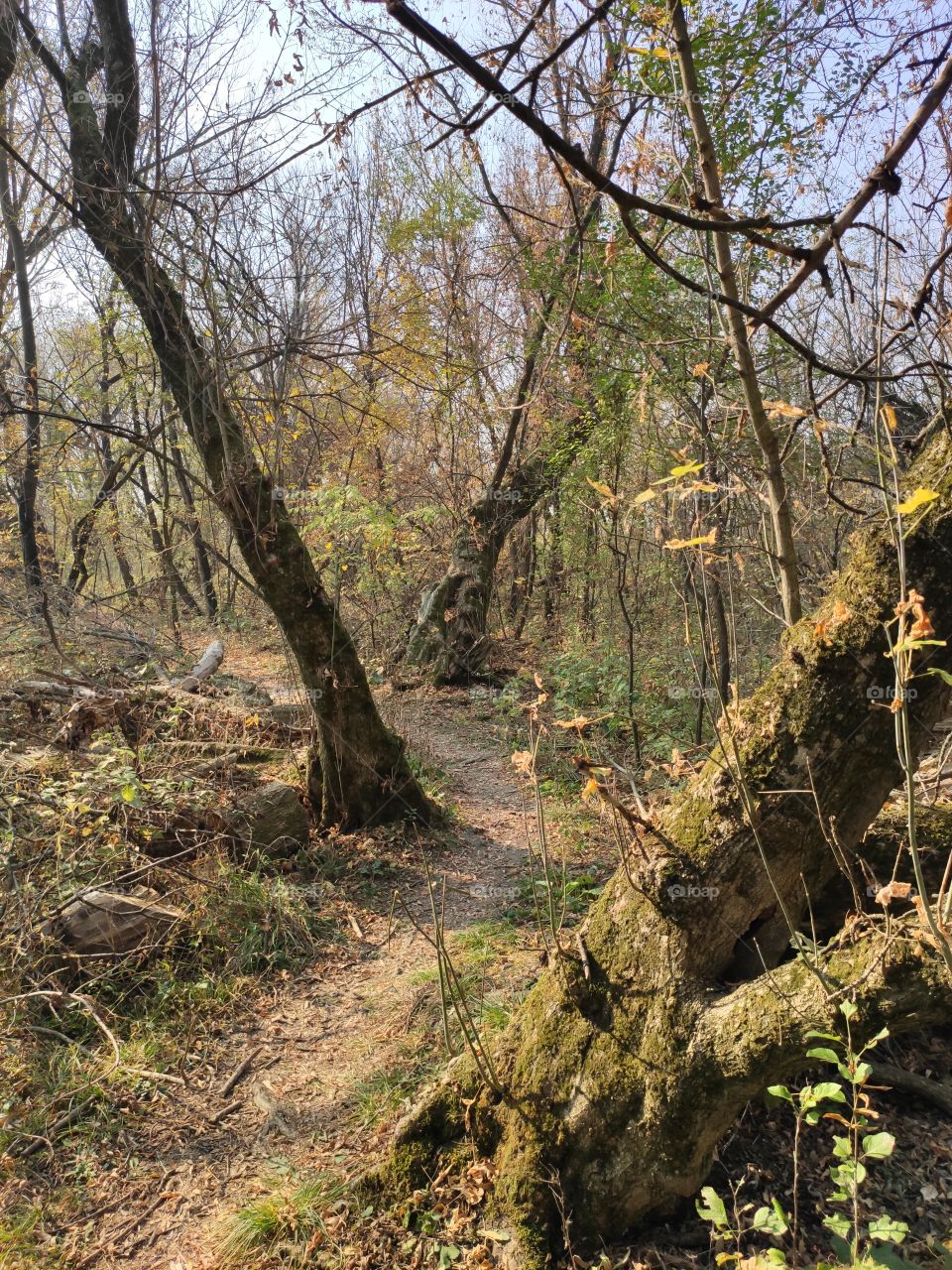 Carska bara Nature Wildlife Reserve Zrenjanin Serbia path trough dense vegetation