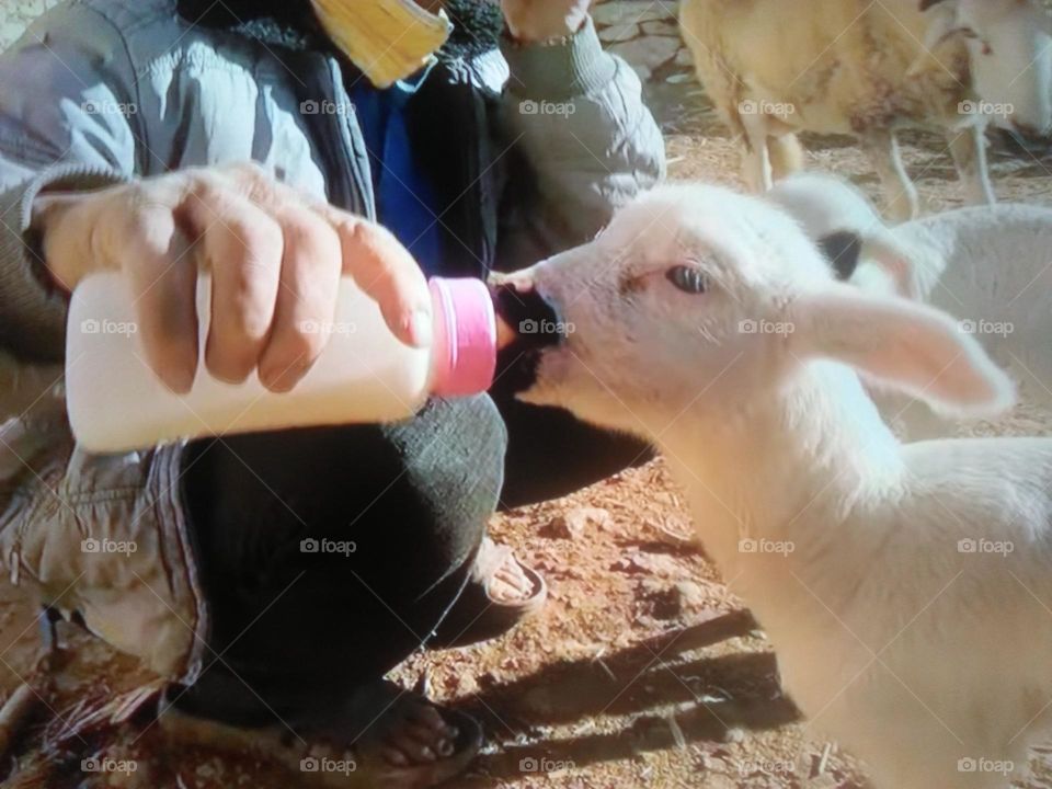 Small pregnancy breastfeeding milk from lactation