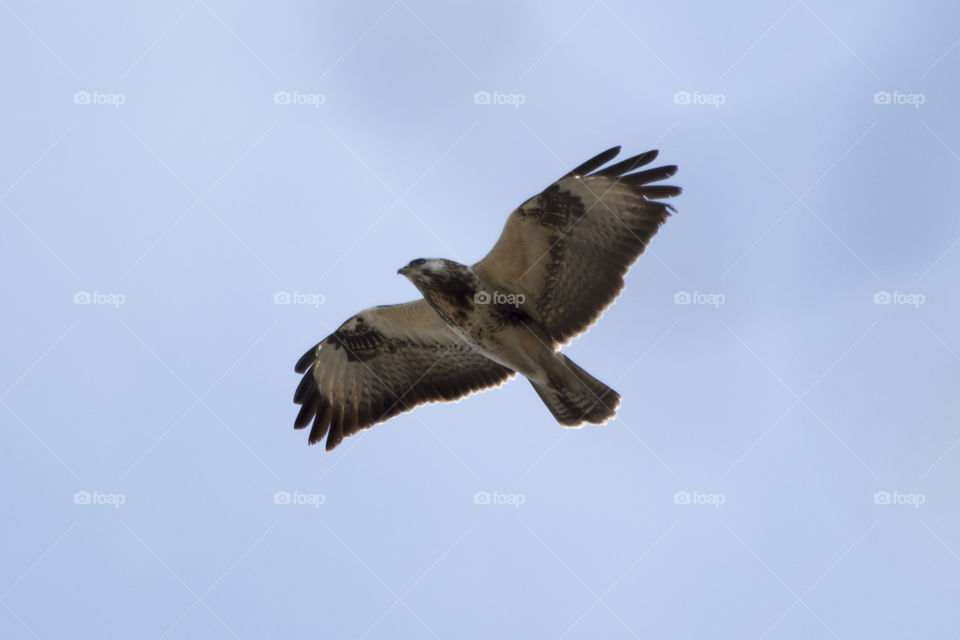 Bird of prey flying - hawk - osprey - flygande rovfågel hök fiskgjuse 