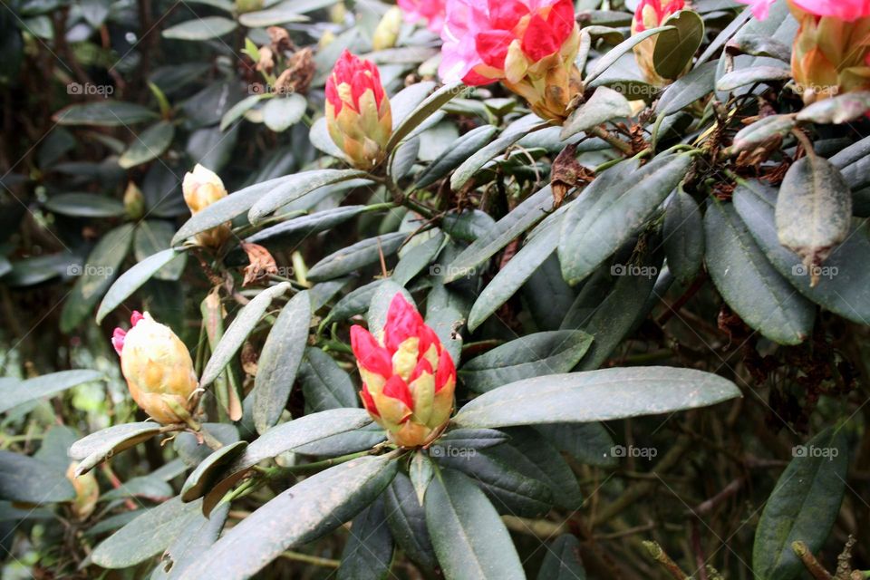 beautiful floral splendor