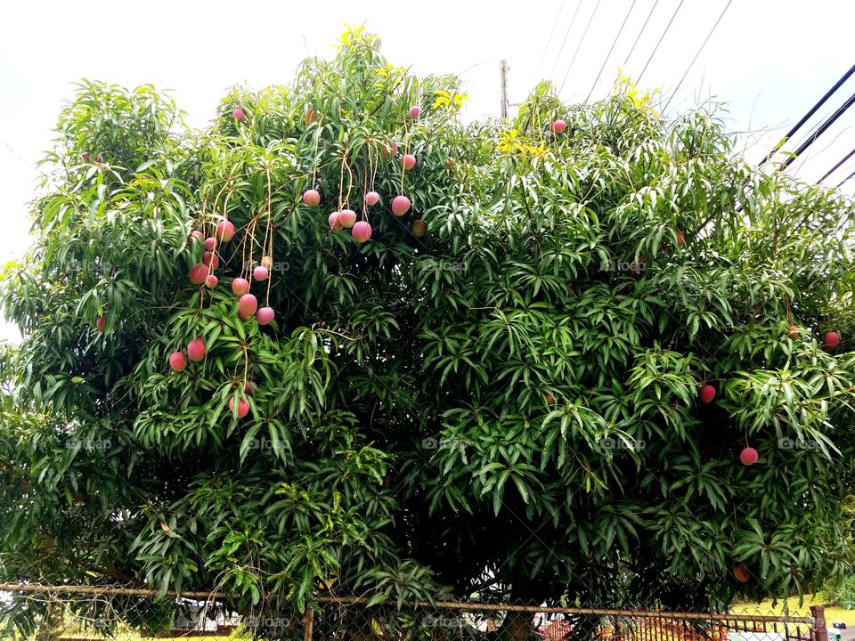 Mango tree ,Big Island ,fruit season