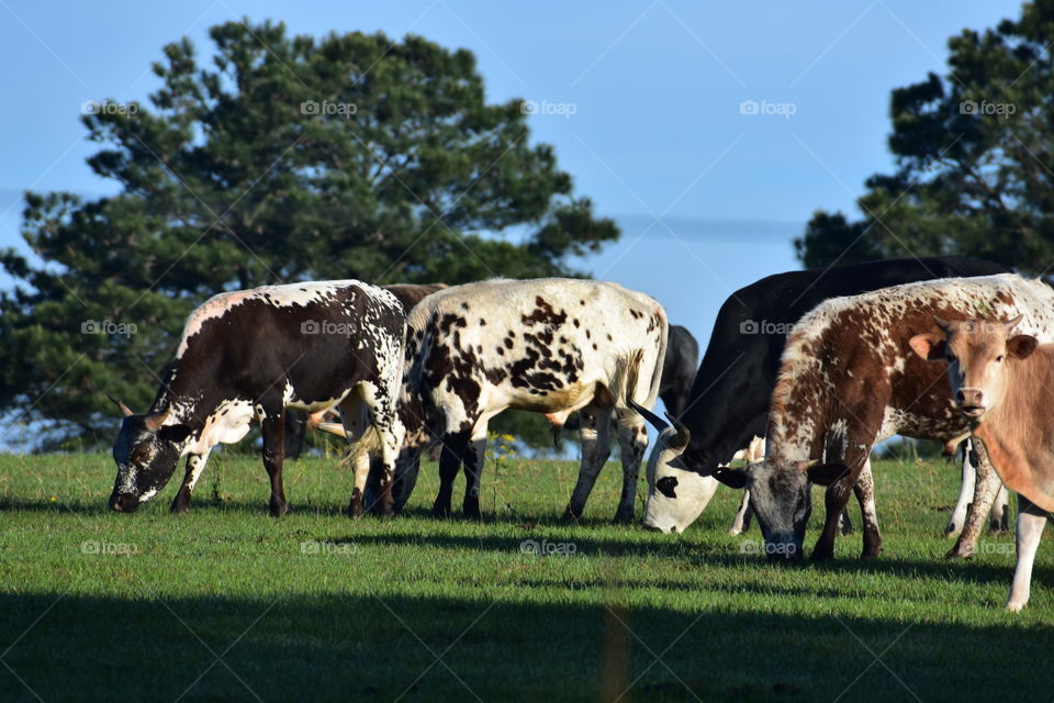 Texas Cattle farm