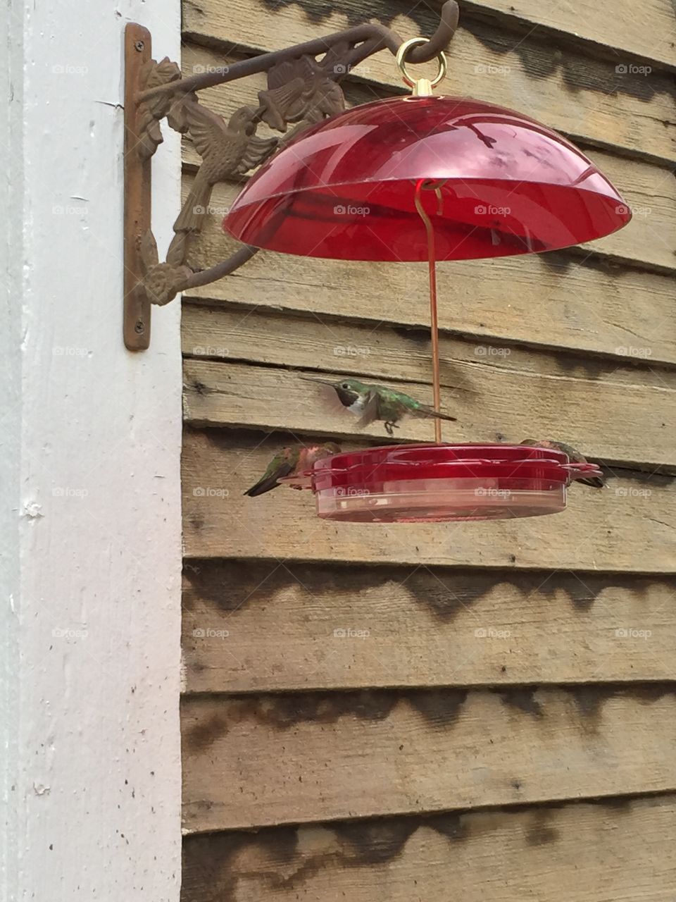 Hummingbird in flight. There were tons of these guys feeding at these feeders in St Elmo, CO. The air was literally humming!