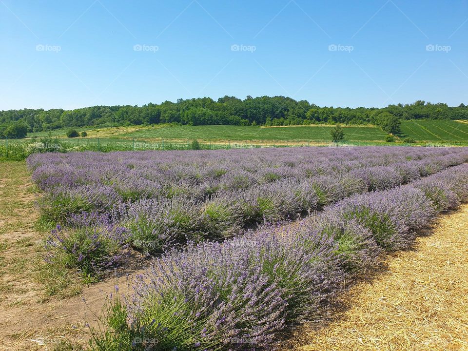 lavender field summer sunny day