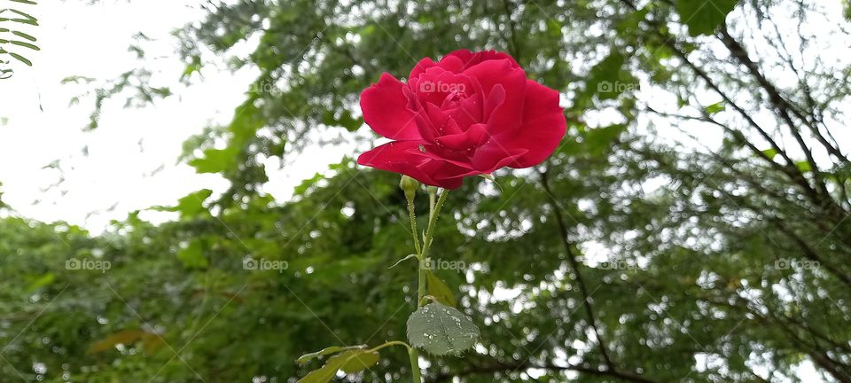 my home 🏡 rose 🌹